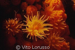 Corals - Astroides calycularis by Vito Lorusso 